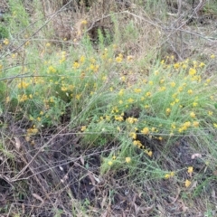 Chrysocephalum semipapposum (Clustered Everlasting) at Molonglo Gorge - 3 Mar 2023 by trevorpreston