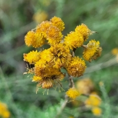 Chrysocephalum semipapposum at Kowen, ACT - 3 Mar 2023