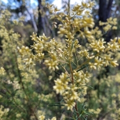 Cassinia quinquefaria (Rosemary Cassinia) at Kowen, ACT - 3 Mar 2023 by trevorpreston