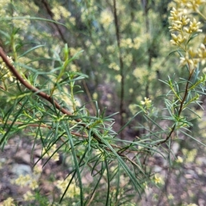 Cassinia quinquefaria at Kowen, ACT - 3 Mar 2023 03:54 PM