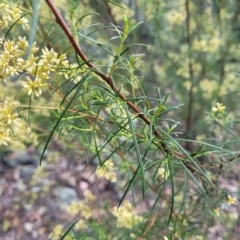 Cassinia quinquefaria at Kowen, ACT - 3 Mar 2023 03:54 PM