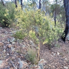 Cassinia quinquefaria at Kowen, ACT - 3 Mar 2023 03:54 PM