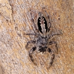 Sandalodes superbus (Ludicra Jumping Spider) at Molonglo Gorge - 3 Mar 2023 by trevorpreston