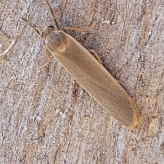 Palaeosia undescribed species at Molonglo Gorge - 3 Mar 2023 by trevorpreston