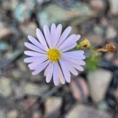 Brachyscome rigidula (Hairy Cut-leaf Daisy) at Molonglo Gorge - 3 Mar 2023 by trevorpreston