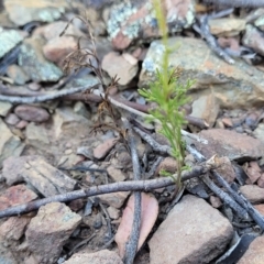 Brachyscome rigidula at Kowen, ACT - 3 Mar 2023 03:50 PM