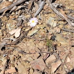 Brachyscome rigidula at Kowen, ACT - 3 Mar 2023 03:50 PM