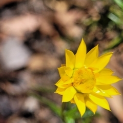 Xerochrysum viscosum (Sticky Everlasting) at Molonglo Gorge - 3 Mar 2023 by trevorpreston