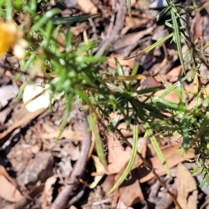 Xerochrysum viscosum at Kowen, ACT - 3 Mar 2023 03:49 PM