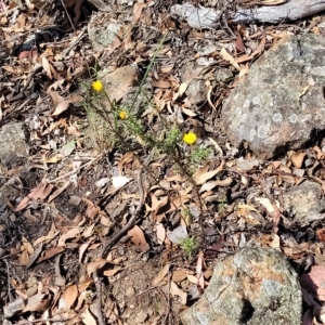 Xerochrysum viscosum at Kowen, ACT - 3 Mar 2023