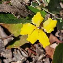 Goodenia hederacea subsp. hederacea (Ivy Goodenia, Forest Goodenia) at Molonglo Gorge - 3 Mar 2023 by trevorpreston