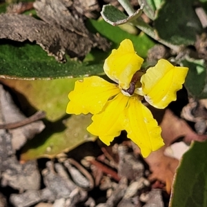 Goodenia hederacea subsp. hederacea at Kowen, ACT - 3 Mar 2023