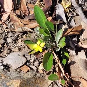 Goodenia hederacea subsp. hederacea at Kowen, ACT - 3 Mar 2023