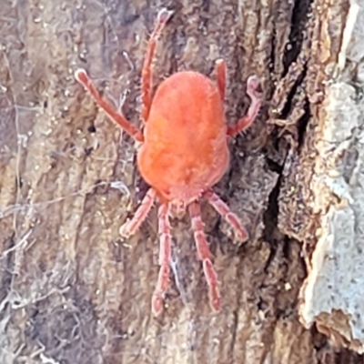 Trombidiidae (family) (Red velvet mite) at Molonglo Gorge - 3 Mar 2023 by trevorpreston