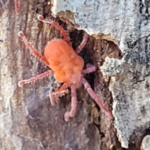 Trombidiidae (family) at Kowen, ACT - 3 Mar 2023