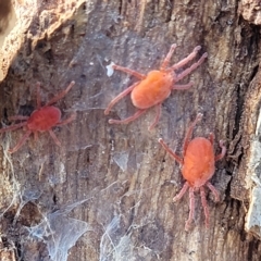 Trombidiidae (family) at Kowen, ACT - 3 Mar 2023