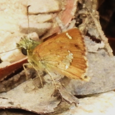 Dispar compacta (Barred Skipper) at Namadgi National Park - 2 Mar 2023 by JohnBundock