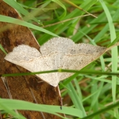 Taxeotis perlinearia (Spring Taxeotis) at QPRC LGA - 3 Mar 2023 by arjay