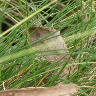 Taxeotis perlinearia (Spring Taxeotis) at QPRC LGA - 3 Mar 2023 by arjay