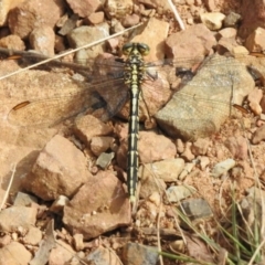 Austrogomphus guerini (Yellow-striped Hunter) at Cotter River, ACT - 3 Mar 2023 by JohnBundock