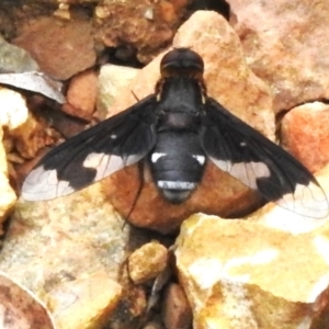Balaana sp. (genus) at Cotter River, ACT - 3 Mar 2023