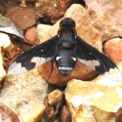 Balaana sp. (genus) (Bee Fly) at Cotter River, ACT - 2 Mar 2023 by JohnBundock