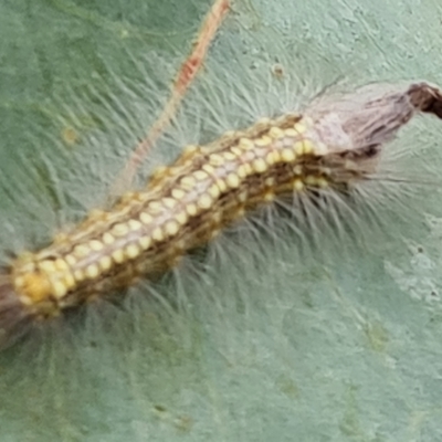 Uraba lugens (Gumleaf Skeletonizer) at Jerrabomberra, ACT - 3 Mar 2023 by Mike