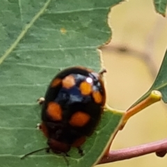 Paropsisterna beata (Blessed Leaf Beetle) at Isaacs Ridge and Nearby - 3 Mar 2023 by Mike