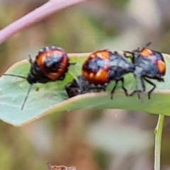 Oechalia schellenbergii (Spined Predatory Shield Bug) at Isaacs Ridge and Nearby - 3 Mar 2023 by Mike