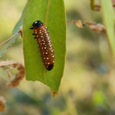 Paropsini sp. (tribe) (Unidentified paropsine leaf beetle) at Mount Mugga Mugga - 3 Mar 2023 by Mike