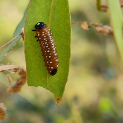 Paropsini sp. (tribe) (Unidentified paropsine leaf beetle) at O'Malley, ACT - 3 Mar 2023 by Mike