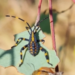 Amorbus alternatus (Eucalyptus Tip Bug) at O'Malley, ACT - 3 Mar 2023 by Mike