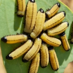 Paropsisterna cloelia (Eucalyptus variegated beetle) at Mount Mugga Mugga - 3 Mar 2023 by Mike