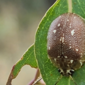 Paropsis aegrota at Jerrabomberra, ACT - 3 Mar 2023