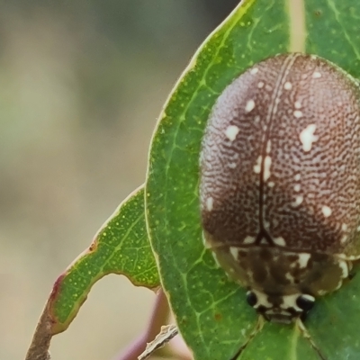 Paropsis aegrota (Eucalyptus Tortoise Beetle) at Isaacs Ridge and Nearby - 3 Mar 2023 by Mike