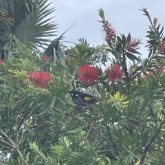 Phylidonyris novaehollandiae (New Holland Honeyeater) at Long Beach, NSW - 3 Mar 2023 by mbmiyagi