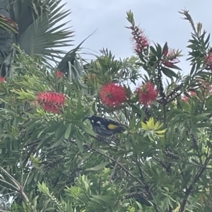 Phylidonyris novaehollandiae at Long Beach, NSW - 3 Mar 2023