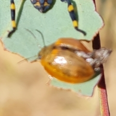 Paropsisterna cloelia (Eucalyptus variegated beetle) at Mount Mugga Mugga - 3 Mar 2023 by Mike