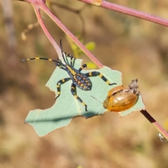 Paropsisterna cloelia at O'Malley, ACT - 3 Mar 2023