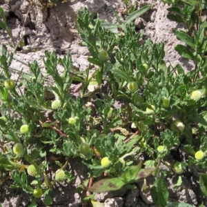 Centipeda cunninghamii at Weetangera, ACT - 1 Mar 2023