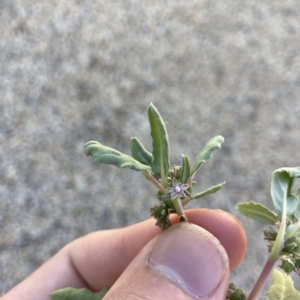 Zaleya galericulata at Jerilderie, NSW - 19 Jan 2023