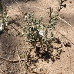 Teucrium corymbosum (Forest Germander) at Jerilderie, NSW - 17 Jan 2023 by MattM