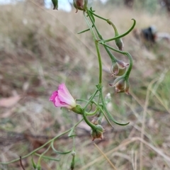 Convolvulus angustissimus subsp. angustissimus (Australian Bindweed) at Yass River, NSW - 1 Mar 2023 by SenexRugosus