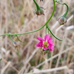 Convolvulus angustissimus subsp. angustissimus at Yass River, NSW - 1 Mar 2023