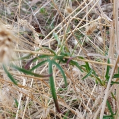 Convolvulus angustissimus subsp. angustissimus at Yass River, NSW - 1 Mar 2023