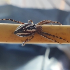 Plebs bradleyi (Enamelled spider) at Yass River, NSW - 3 Mar 2023 by SenexRugosus