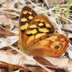 Heteronympha paradelpha (Spotted Brown) at Cotter River, ACT - 3 Mar 2023 by JohnBundock
