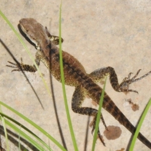 Intellagama lesueurii howittii at Cotter River, ACT - 3 Mar 2023 01:12 PM