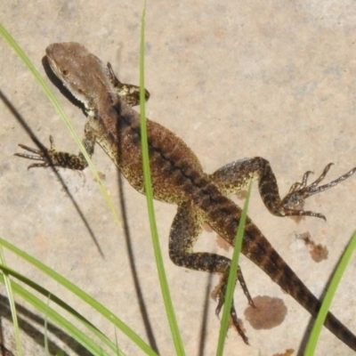 Intellagama lesueurii howittii (Gippsland Water Dragon) at Namadgi National Park - 3 Mar 2023 by JohnBundock
