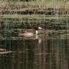 Podiceps cristatus (Great Crested Grebe) at Splitters Creek, NSW - 25 Feb 2023 by KylieWaldon